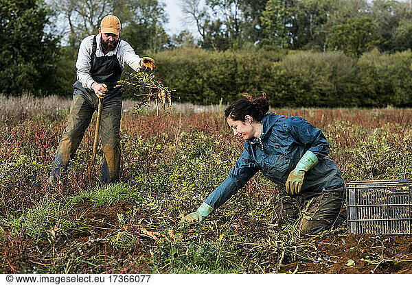 Two farmers standing and kneeling in a field  harvesting parsnips.