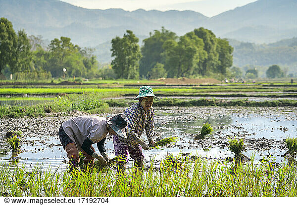 Two female farmers working on a rice field near Kengtung  Myanmar