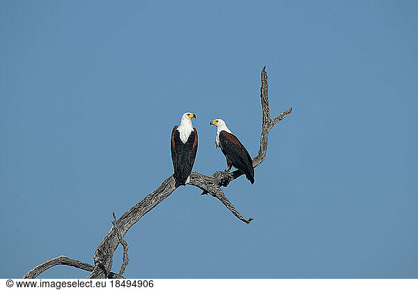 Two Fish Eagles  Haliaeetus vocifer  perched on a leadwood branch.