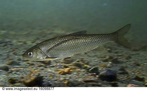 Two Fish leech,  Piscicola geometra,  on Chub. Composite image. Portugal. Composite image