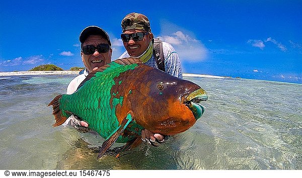 Two fly fisherman holding parrotfish ( Scarus guacamaia) at beach caribbean island in Los roques Venezuela.
