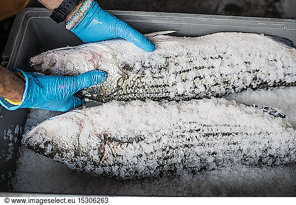 Two fresh fish on a fish market stall covered in ice and salt.