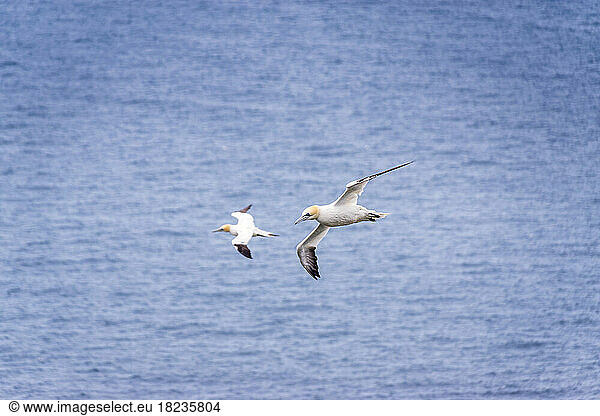Two gannets flying against sea