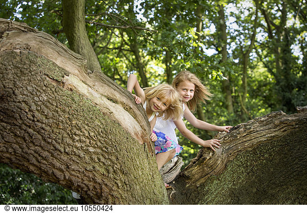 Two girls climbing a tree in a forest.