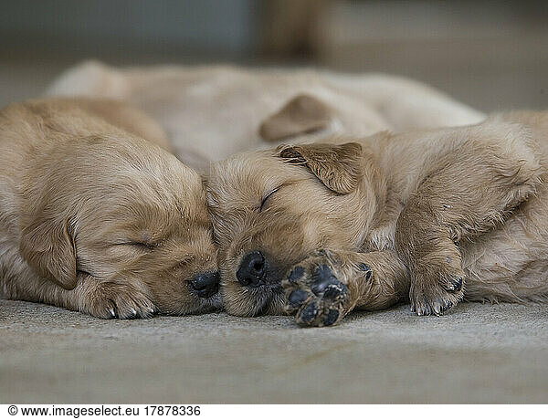 Two Golden Retriever puppies sleeping together