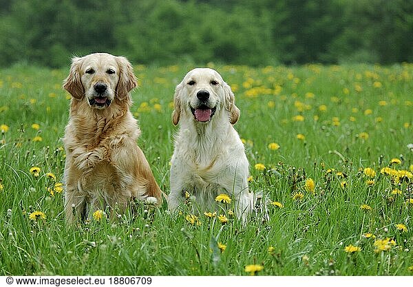 Two Golden Retrievers  sitting side by side in a meadow with flowering dandelion  FCI Standard No. 111  Golden Retriever  sitting side by side in a meadow with flowering domestic dog (canis lupus familiaris)