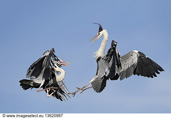 Two great blue heron fighting for the territory  Cantabria  Spain