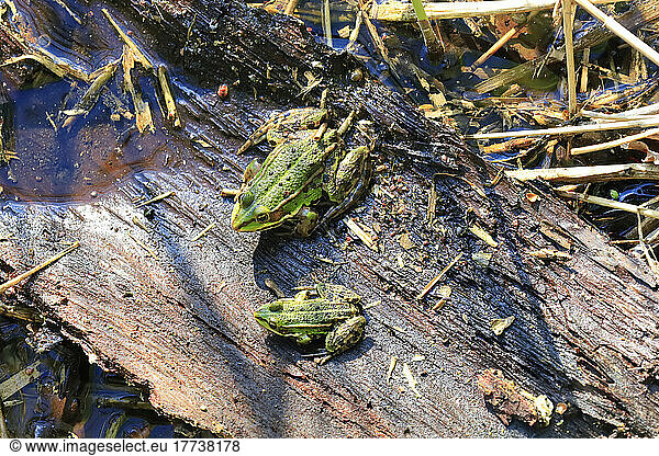 Two green frogs sitting on plant bark