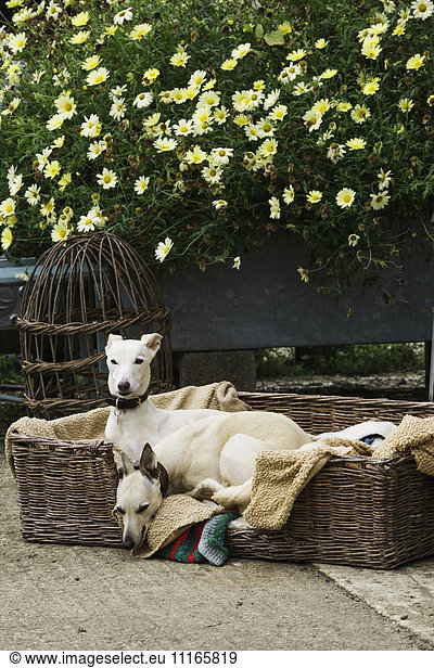 Two greyhound dogs in a large wicker dogbed  on a garden path  beside a wicker skep and flowering plants.