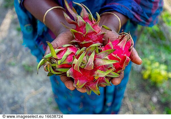 Two handfuls of red-pink dragon fruits displaying. Hand holding Dragon red-pink fruits.