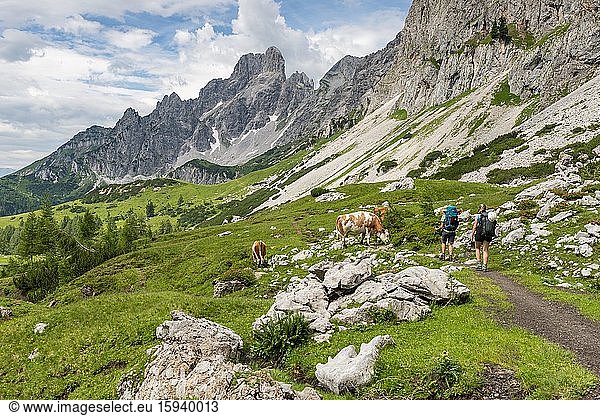 Two hikers on a hiking trail from the Adamekhütte to the Hofpürglhütte  cows on alpine meadow  view of mountain ridge with mountain peak Große Bischofsmütze  Salzkammergut  Upper Austria  Austria  Europe