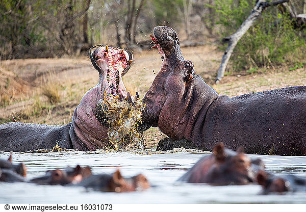 Two hippos  Hippopotamus amphibius  open their mouths while fighting in water  teeth and blood visible