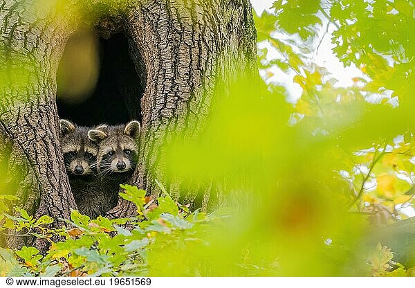 Two juvenile raccoons (Procyon lotor) looking out of their tree den  autumnal ambience  Hesse  Germany  Europe
