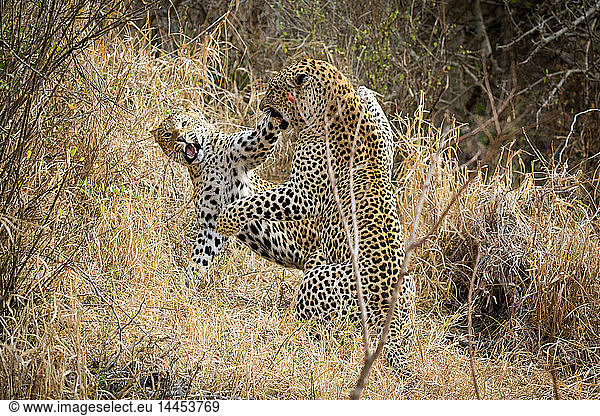 Two leopards  Panthera pardus  fighting  snarling and on their hind legs  in dry yellow grass