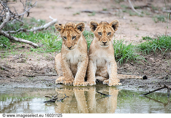 Two lion cubs  Panthera leo  sit together at the edge of a water hole  reflections in water