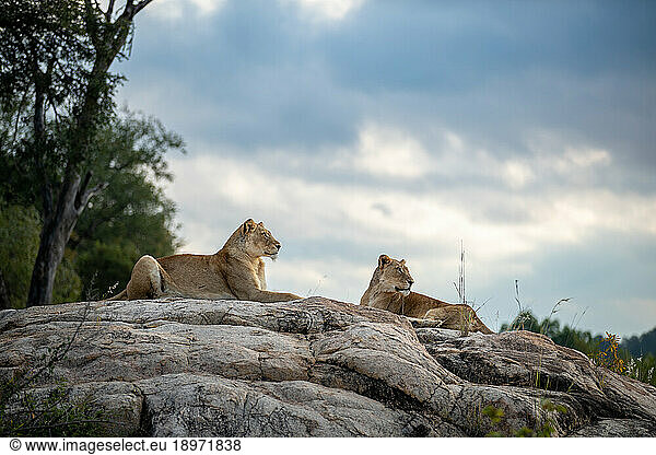 Two lionesses  Panthera leo  lie together on a rock.
