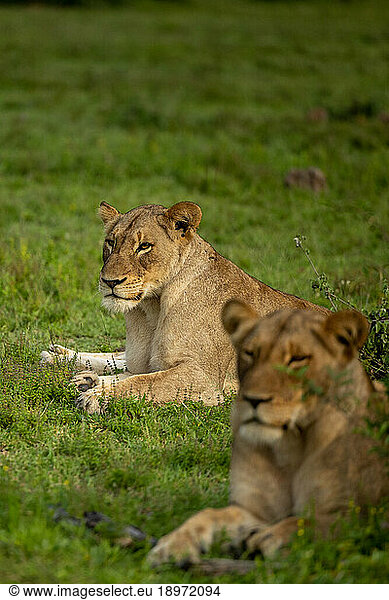 Two Lionesses  Panthera leo  lying together in grass.