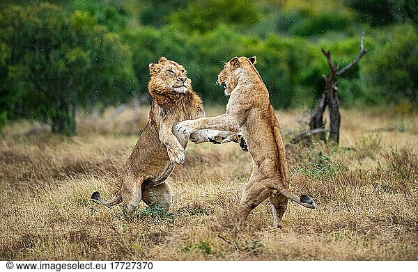 Two lions  Panthera leo  fight each other
