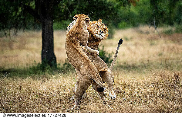 Two lions  Panthera leo  fight each other
