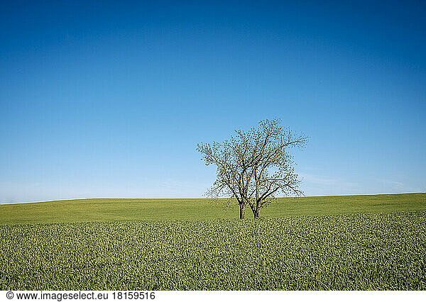 Two lone trees in a farm field of green with blue sky  Kentucky