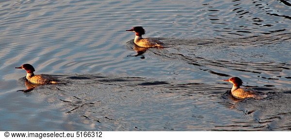 Two males and one female red breasted mergansers