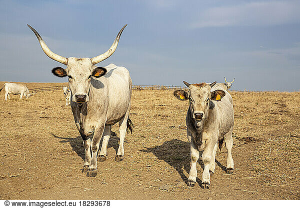 Two Maremmana cows looking curiously at camera