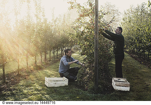 Two men in apple orchard  picking apples from tree. Apple harvest in autumn.
