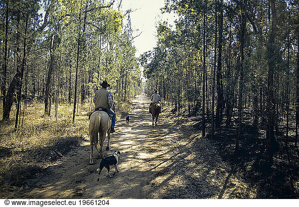 Two men muster cattle in the Queensland forest near Chinchilla  Australia.