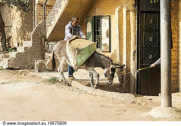 Two men steer a donkey into a house in Giza  Egypt