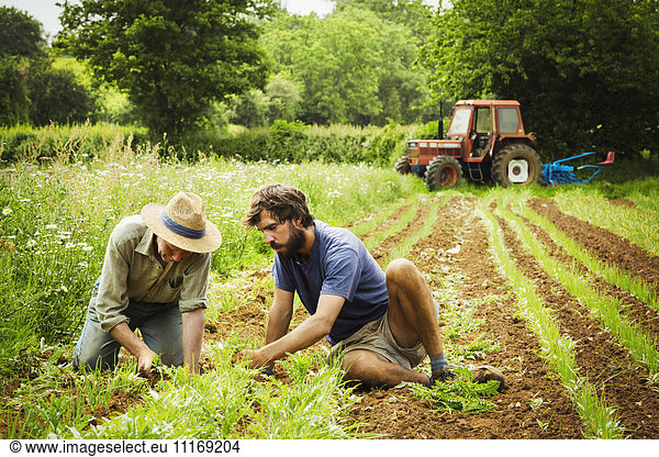 Two men tending rows of small plants in a field.
