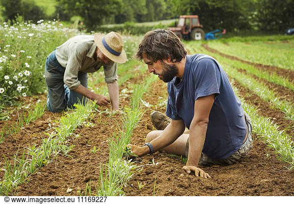 Two men tending rows of small plants in a field.