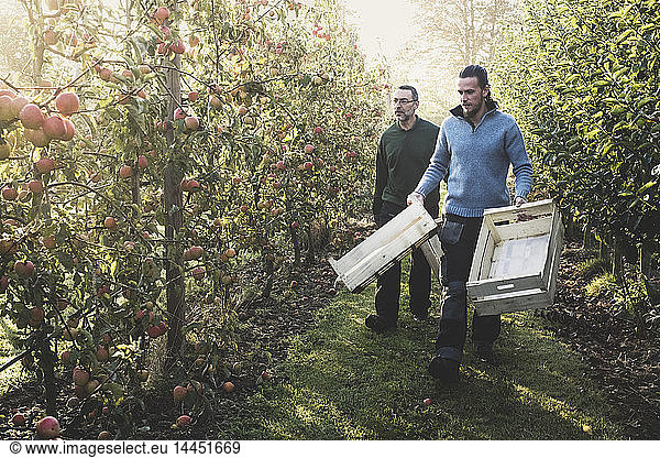 Two men walking in apple orchard  carrying wooden crates. Apple harvest in autumn.