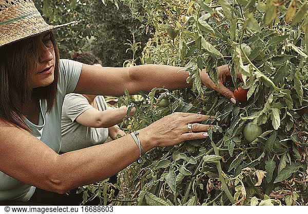 two middle-aged women pick tomatoes from the orchard