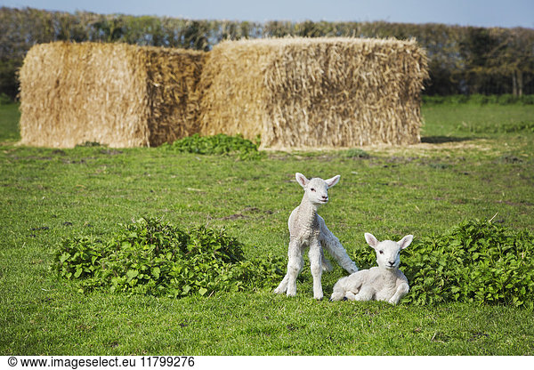 Two newborn lambs on a pasture  large stacks of straw in the background.