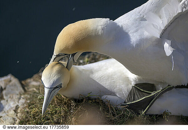 Two northern gannets (Morus bassanus) mating outdoors