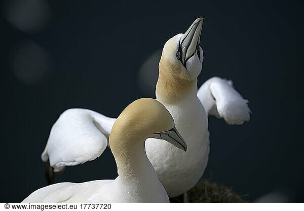 Two northern gannets (Morus bassanus) standing outdoors