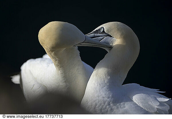 Two northern gannets (Morus bassanus) touching with beaks