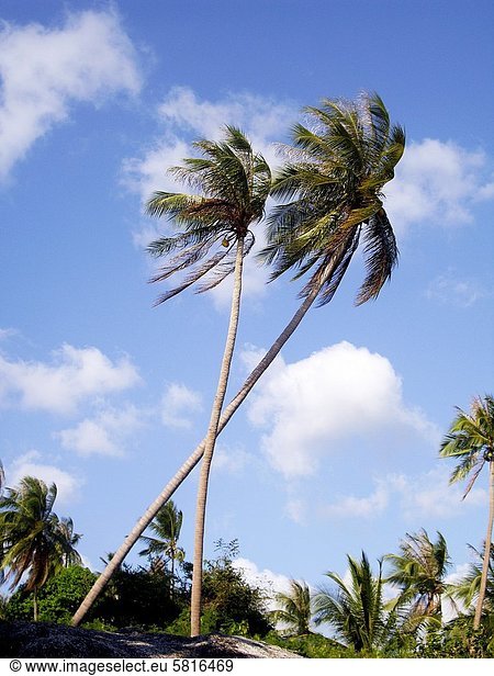 Two palmtrees against deep blue sky with some white clouds in Koh Phangan  Thailand