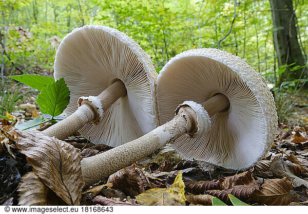 Two parasol mushrooms (Macrolepiota procera) lying on forest floor