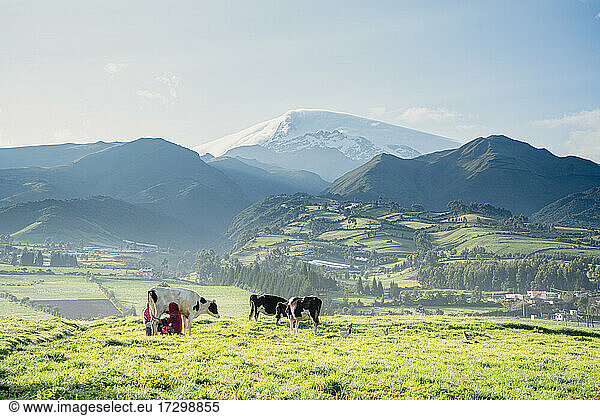 two peasants milking cows with Cayambe volcano behind