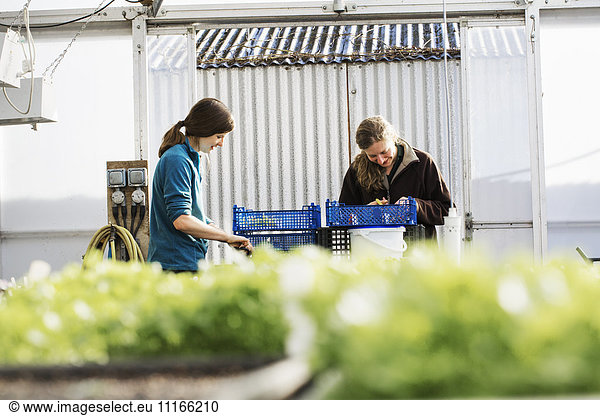 Two people cutting and packing salad leaves and fresh vegetable garden produce in a polytunnel.