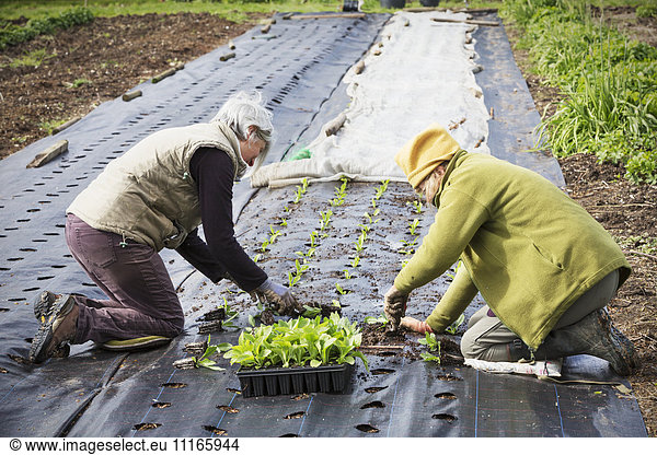 Two people kneeling planting out small plug plant seedlings in the soil