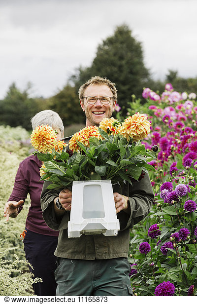 Two people working in an organic flower nursery  cutting flowers for flower arrangements and commercial orders.