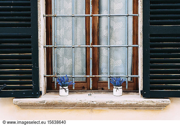 Two pots with blue blossoms on a window sill outdoors