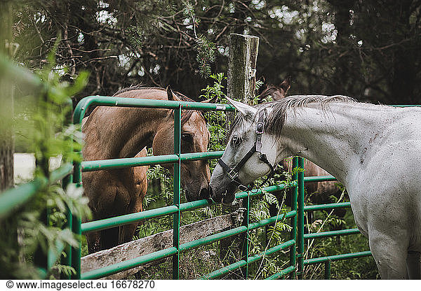 Two Quarter Horses meeting each other for the first time