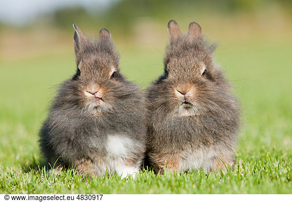 Two rabbits sitting on grass