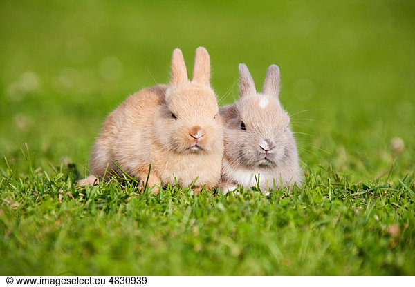 Two rabbits sitting on grass