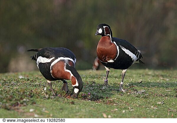 Two red-breasted geese (Branta ruficollis) in a meadow