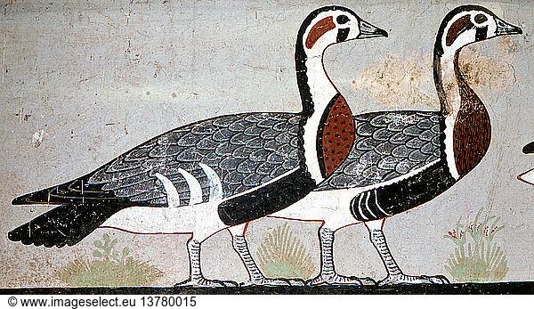 Two red breasted geese  Part of a tomb painting from the mastaba of Nefermaat at Meidum. Egypt. Ancient Egyptian. Old Kingdom late 3rd/early 4th. c 2680 2500BC. Meidum.