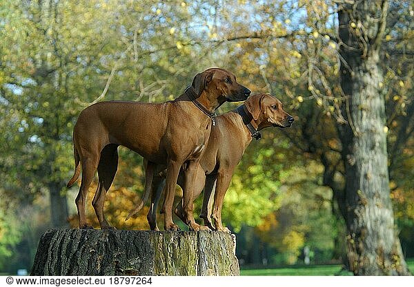 Two Rhodesian Ridgeback  females  standing side by side on a stump of a tree  FCI Standard No. 146  two Rhodesian Ridgeback  females  standing side by side on a stump of a domestic dog (canis lupus familiaris)